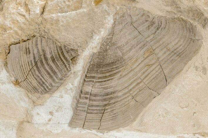 Giant Ammonite Aptychus Fossil in Rock - Smoky Hill Chalk #208260